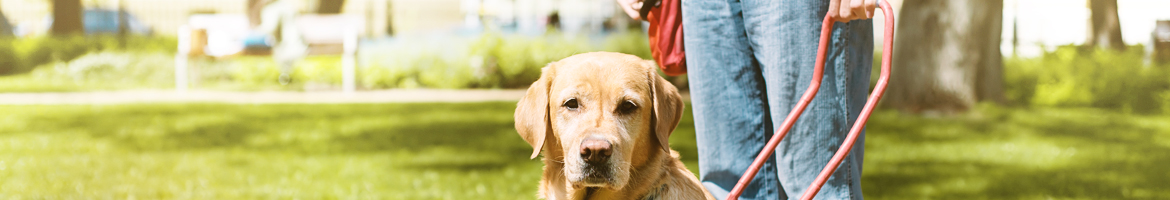 Foto: L'assistenza di un cane guida non può essere sostituita da un smartphone.